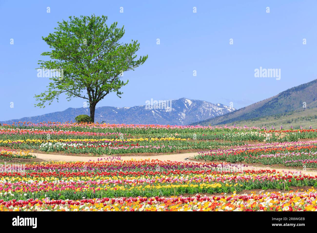 Tulip tree summer hi-res stock photography and images - Alamy
