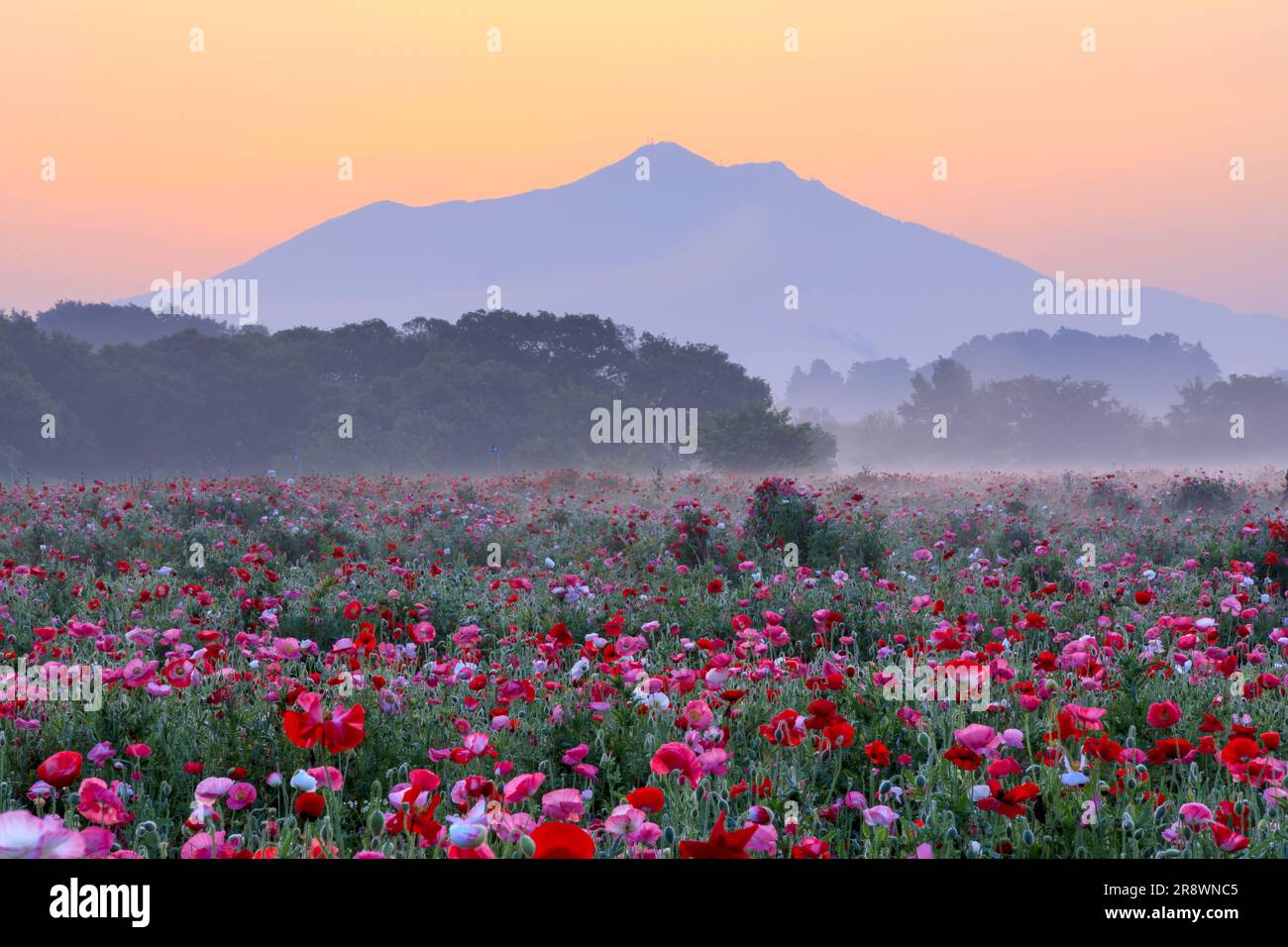 Mt. Tsukuba and poppies Stock Photo
