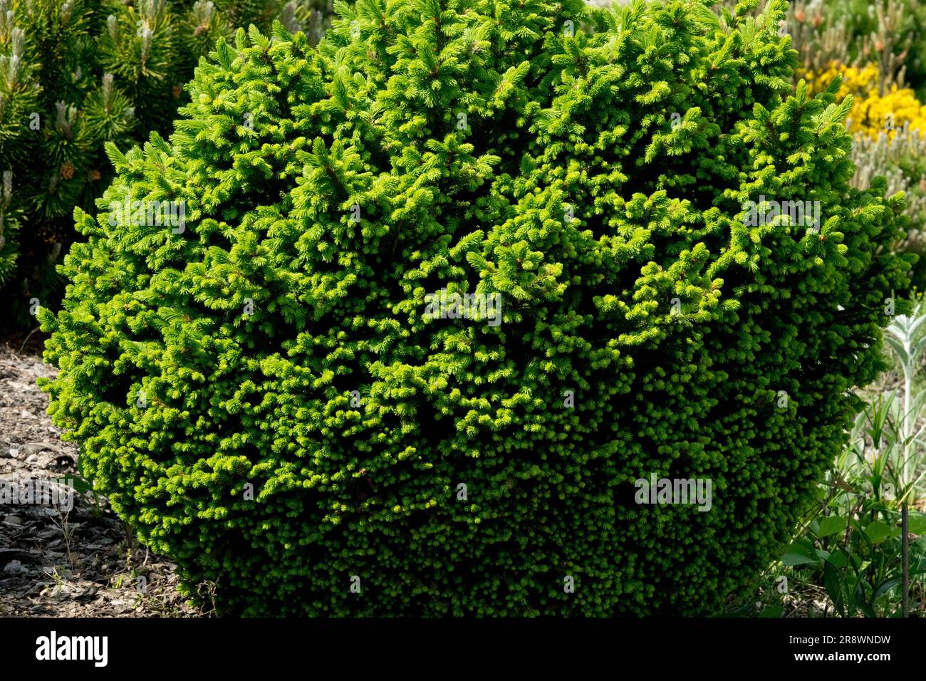 Picea abies, Norway spruce, Picea abies 'Luna Pearl' Compact, Cultivar, Dense, Spruce, Tree, Evergreen, European spruce in Garden Stock Photo