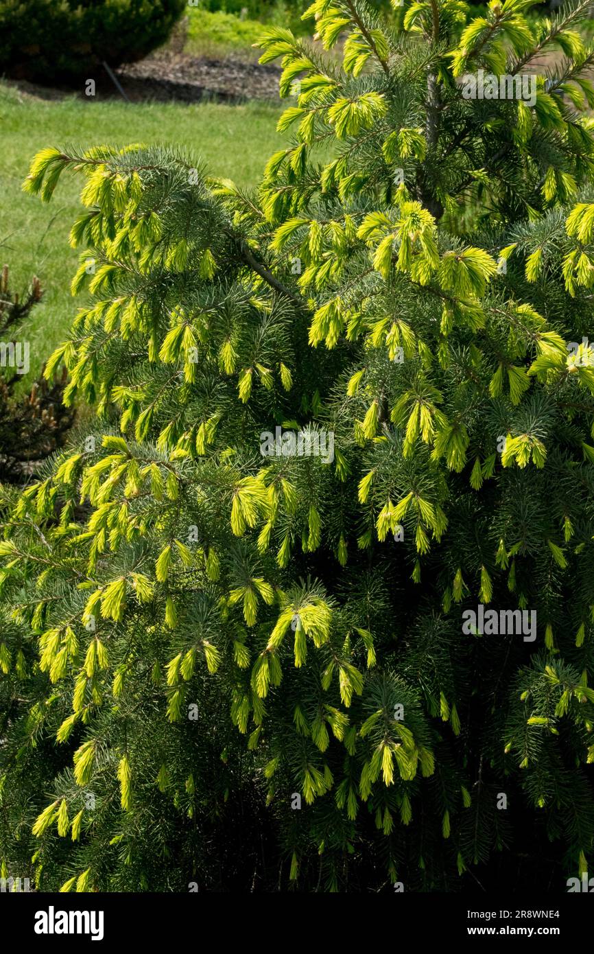 Picea breweriana, Brewer Spruce Tree Picea breweriana 'Fruhlingsgold' Brewers Weeping Spruce Stock Photo