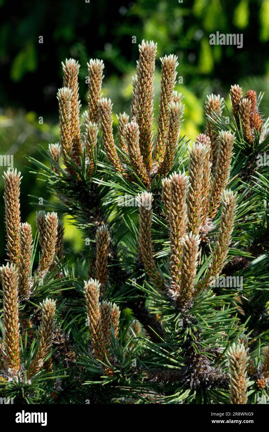 Pinus nigra Shoots on Branch, Needles European Black Pine Pinus nigra 'Green Sparkle' Pinus foliage Black Pine tree nice cultivar Stock Photo