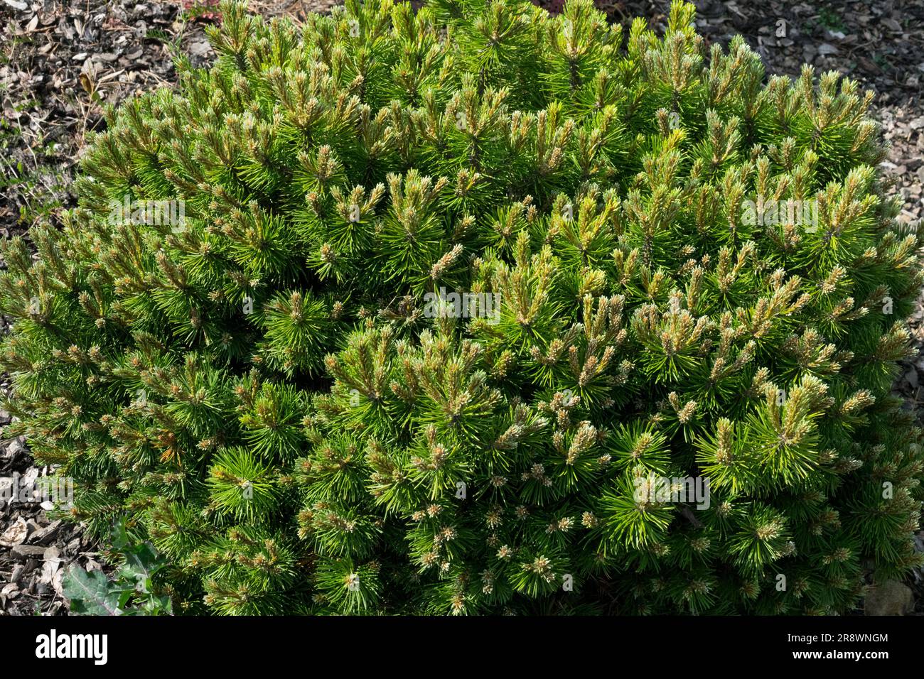 Mugo pine, Small, Tree, Pinus mugo 'Mini Mops', Compact, Conifer, Dense, Form, Branches Stock Photo