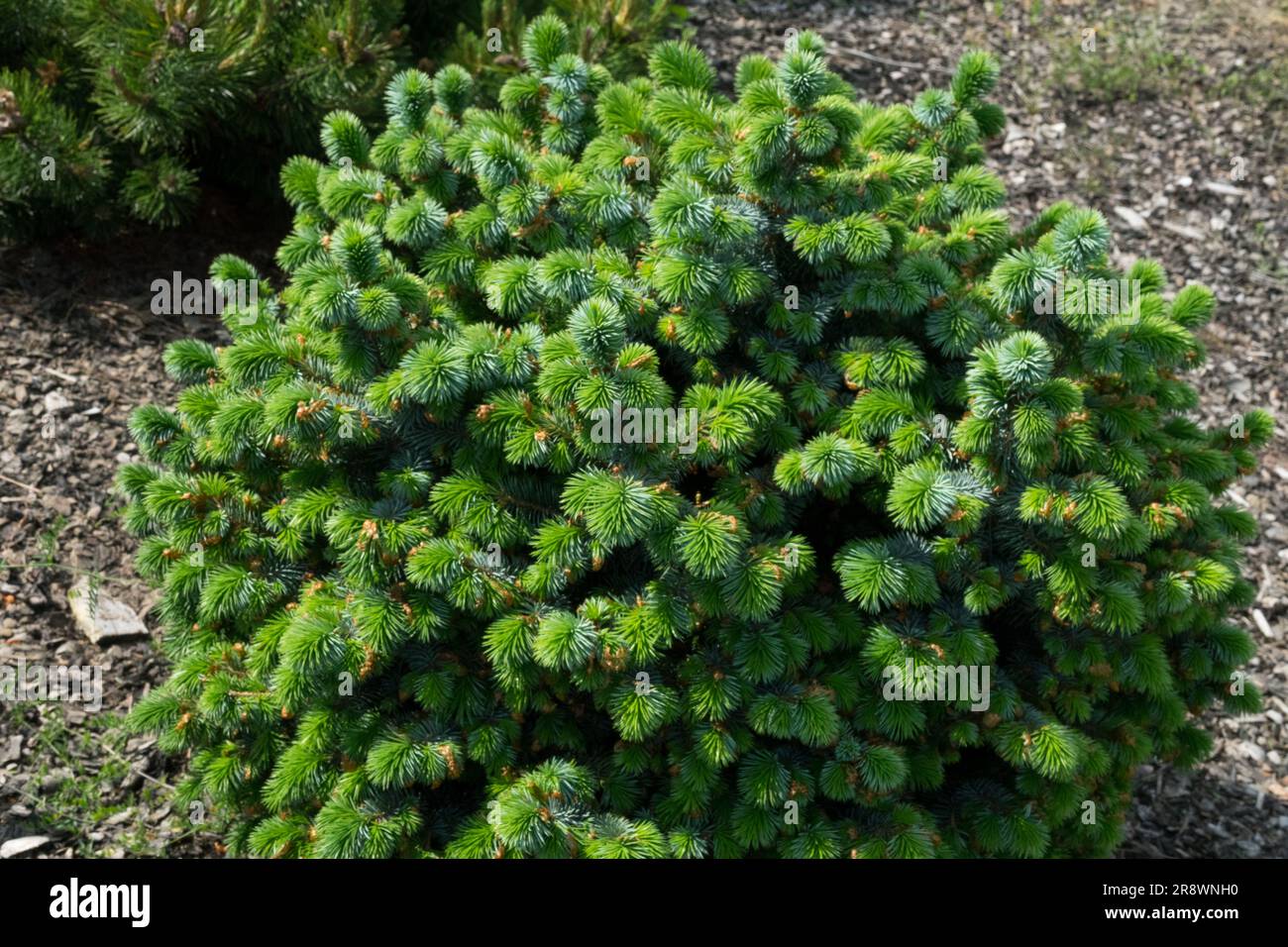 Picea sitchensis, Sitka Spruce, Picea sitchensis 'Papoose' Stock Photo