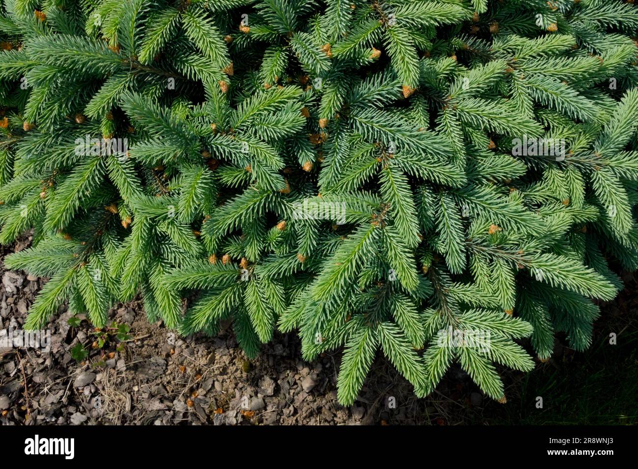 Dense, Needles, Picea pungens 'Nidiformis', Small, Spruce, Tree, Evergreen, Cultivar Stock Photo