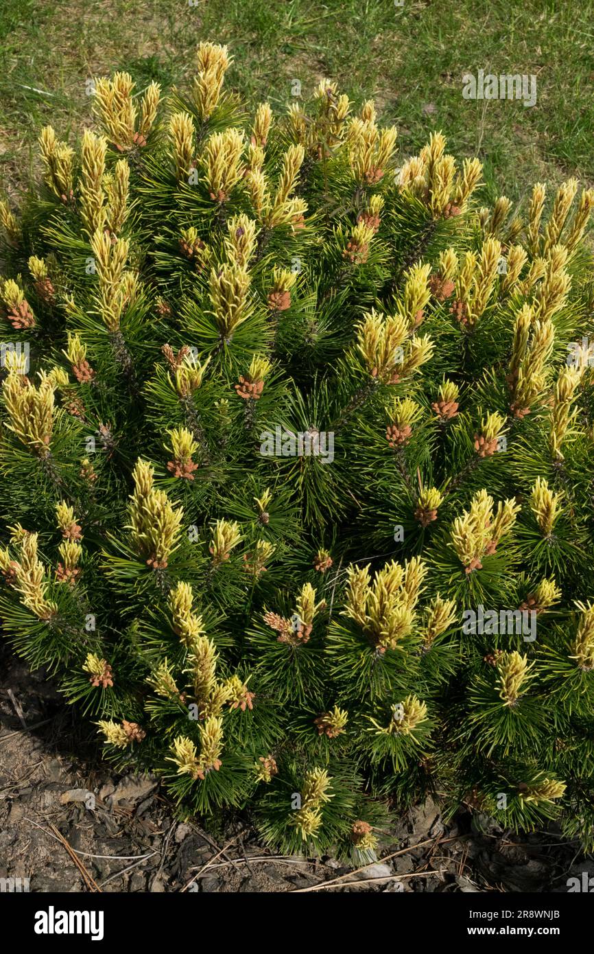 Montana Pine Pinus mugo, Mugo pine, Pinus mugo "Adam" Stock Photo