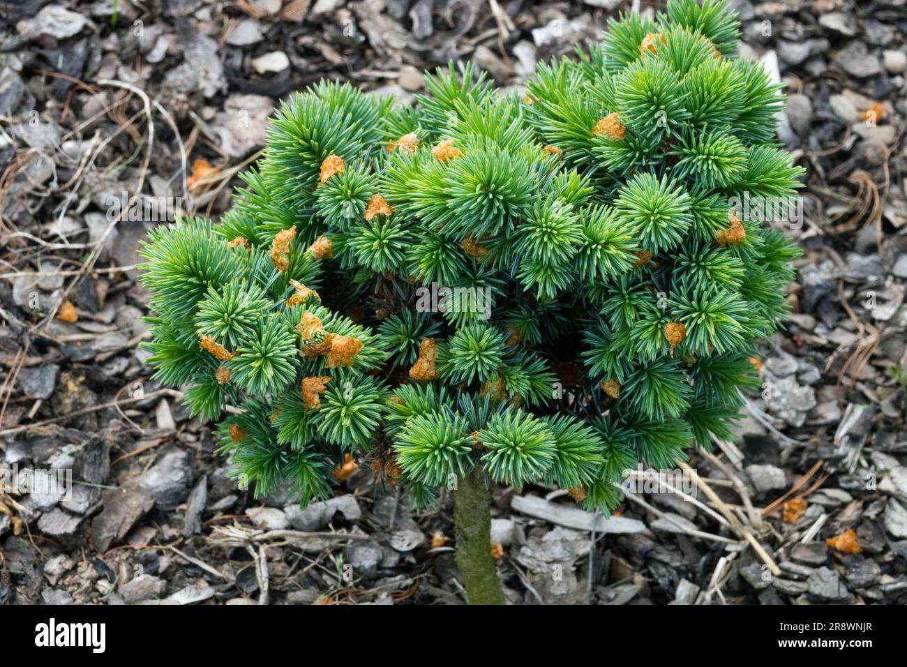 Dwarf, Tree, Compact, Conifer, Blue Spruce, Picea pungens, Slow growing, Coniferous, Cultivar, Spruce, Picea pungens "Jimi Morris" Stock Photo