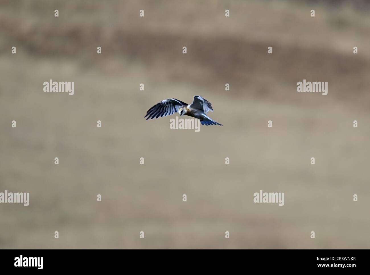 Whitetailed Kite MidAir Food Exchange Stock Photo Alamy