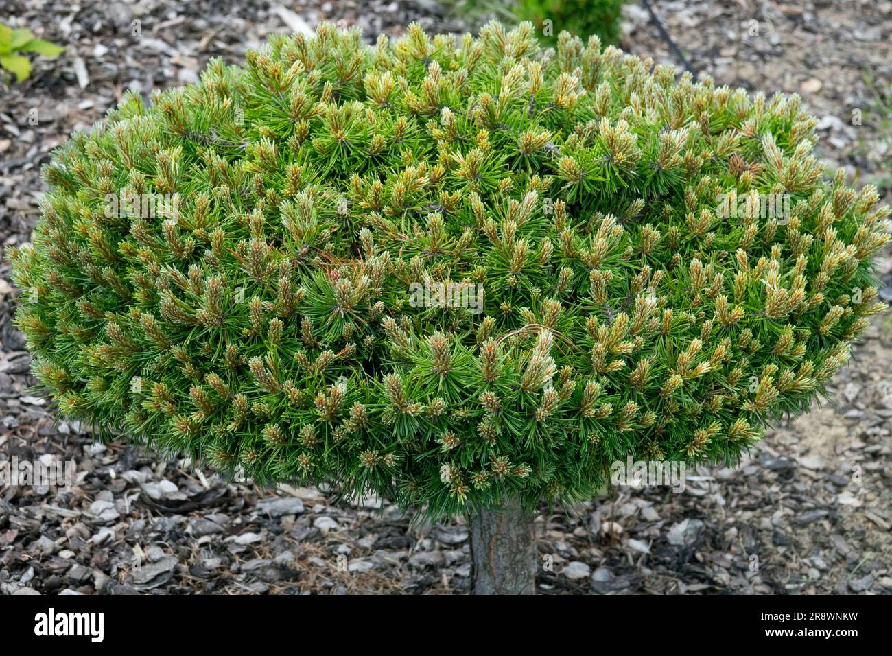 Mugo pine, Pinus mugo 'Nerost' form miniature and slightly flattened to flat plate-like, branches solid and stiff Stock Photo