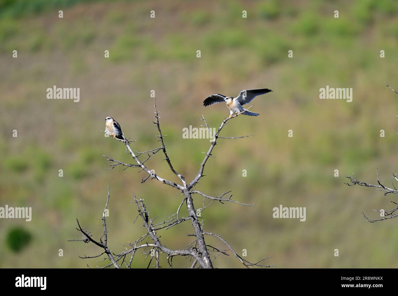 Whitetailed Kite MidAir Food Exchange Stock Photo Alamy