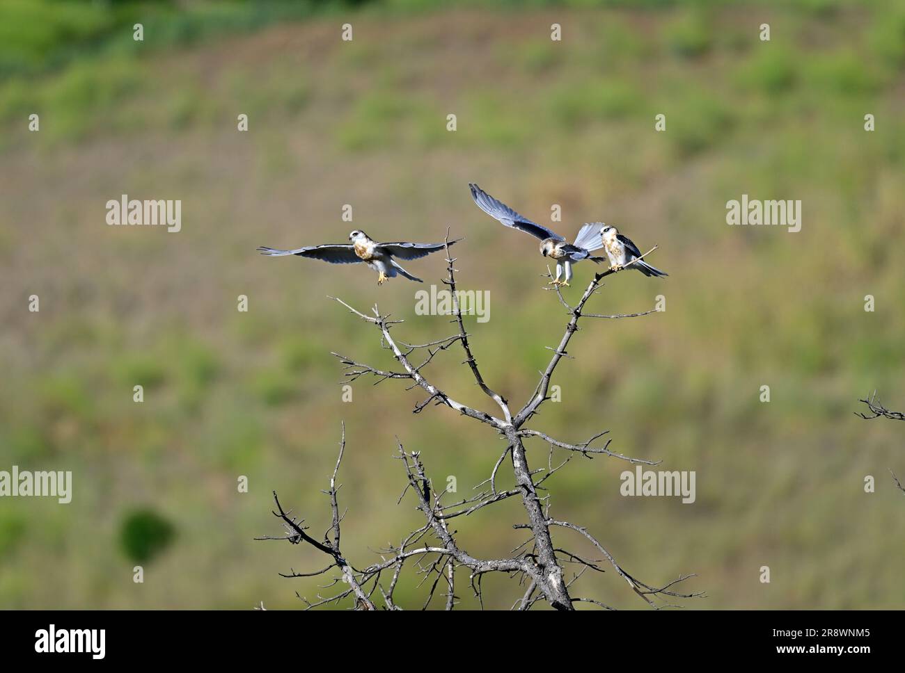 Whitetailed Kite MidAir Food Exchange Stock Photo Alamy