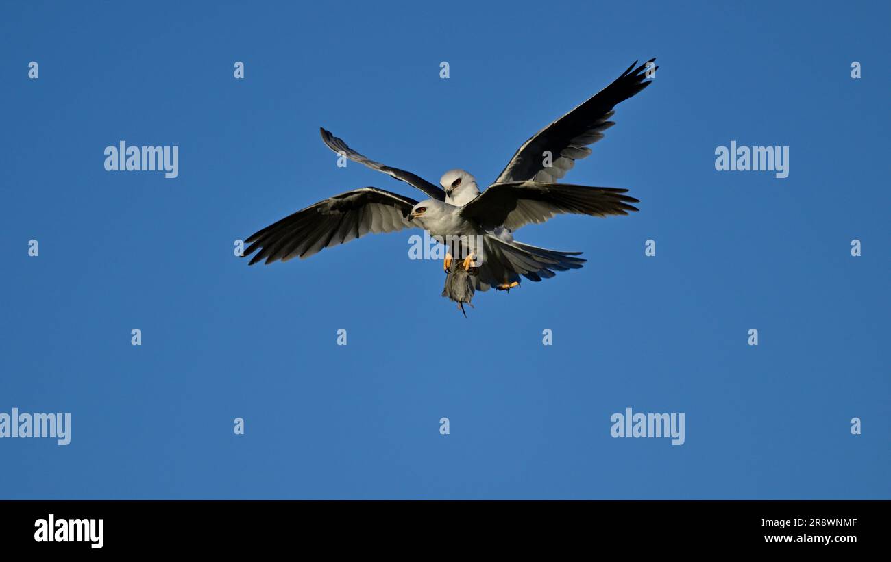 Whitetailed Kite MidAir Food Exchange Stock Photo Alamy