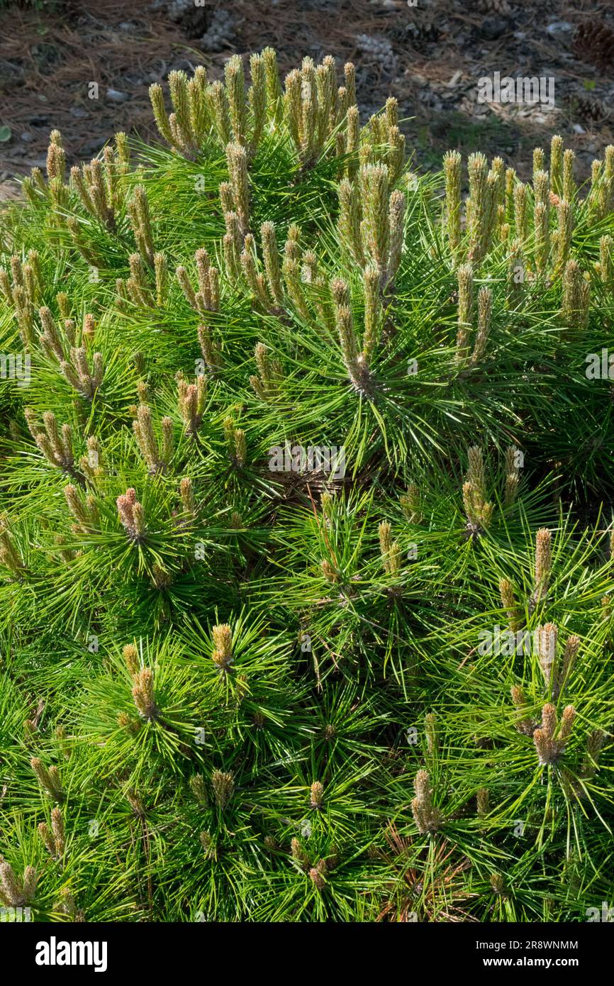 European Black Pine, Tree, Pinus nigra 'Bambola' Stock Photo