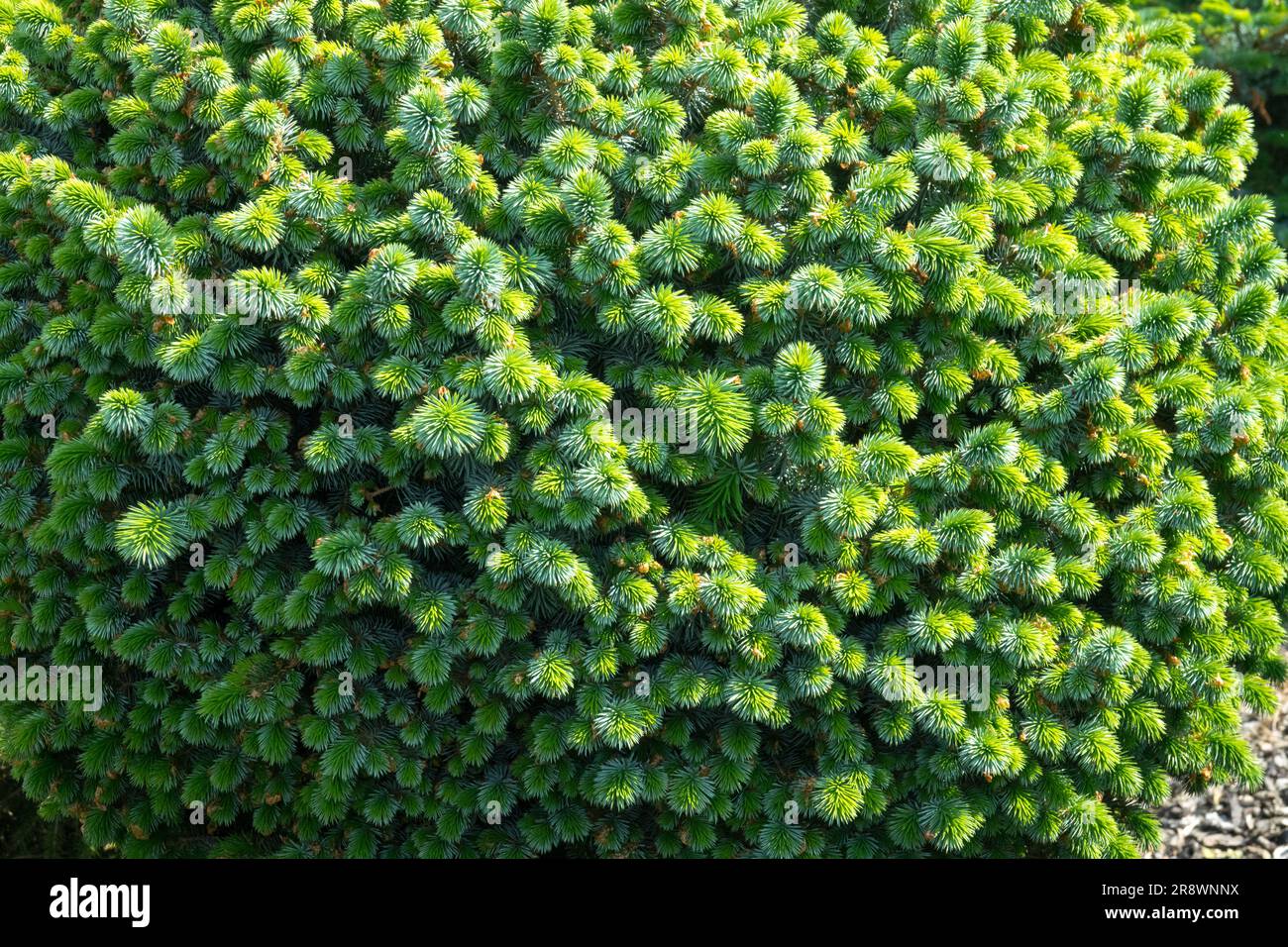 Dense, Needles, Low, Tree, Small, Spruce, Sitka Spruce, Picea sitchensis 'Tenas' Stock Photo