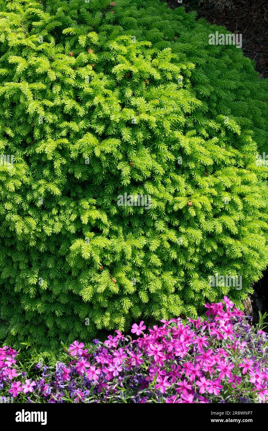 Norway spruce, Picea abies 'Mariae-Orffiae' dwarf cultivar spherical or ovoid form shaped, branches crowded densely, creeping phlox Stock Photo