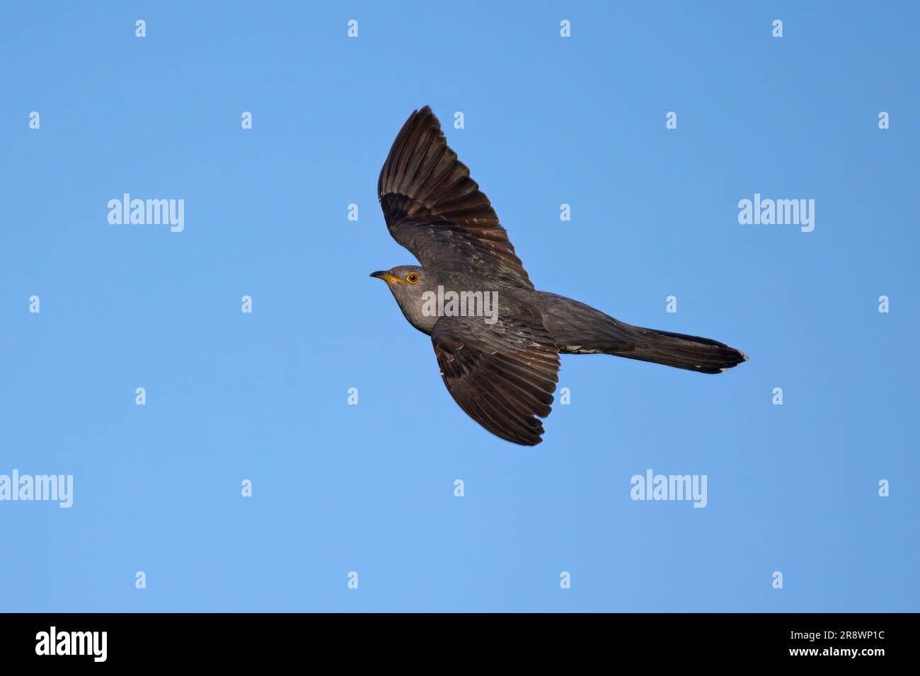 Common cuckoo (Cuculus canorus) in its natural environment Stock Photo