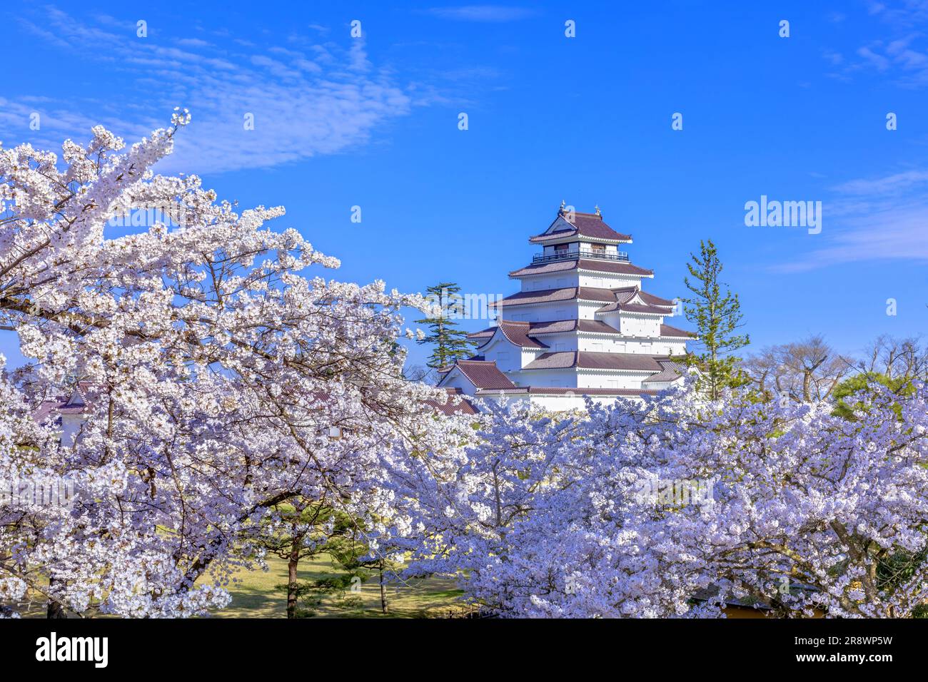 Japanese Spring Castle Tsurugajo Castle in spring Stock Photo - Alamy