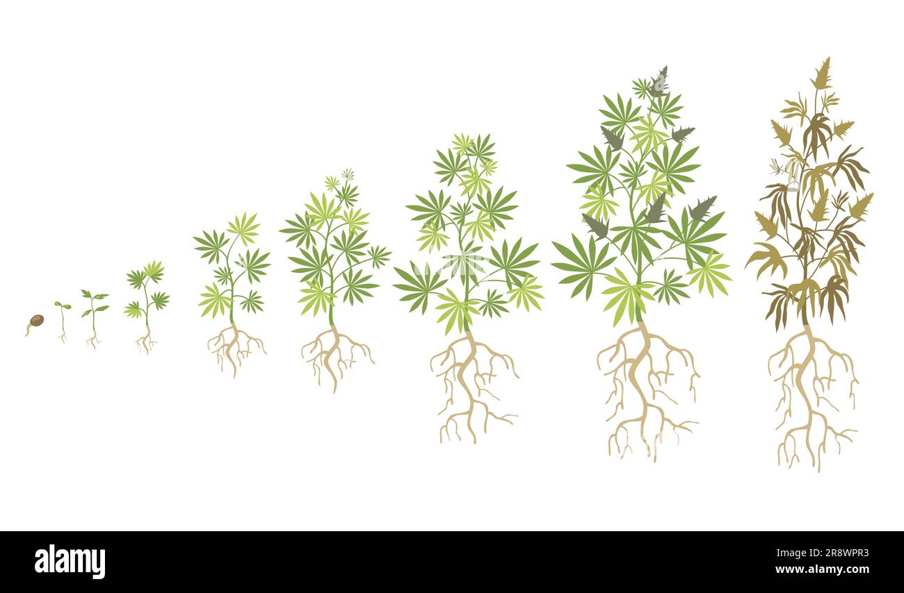 Hemp plant growth cycle flat vector collection Stock Vector Image & Art Alamy