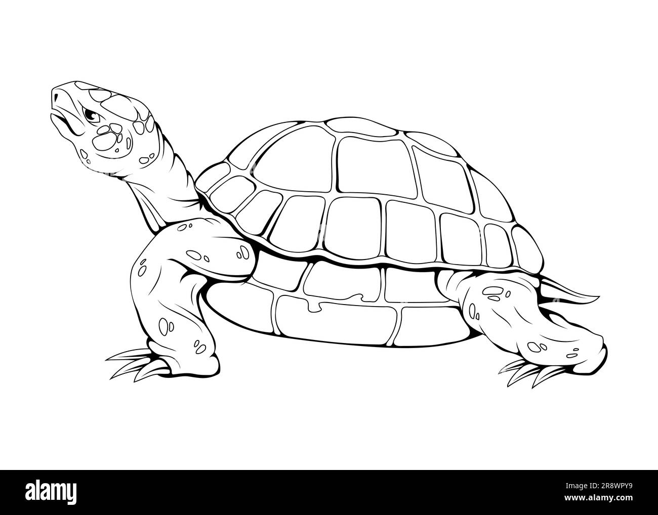 Sea turtle. Vector illustration of a sketch marine animals. Save a turtle Stock Vector