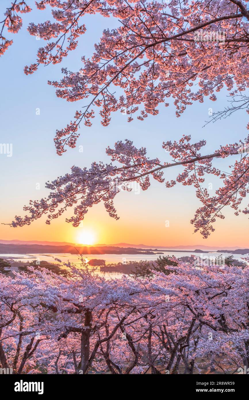 Saigyo an cherry blossoms hi-res stock photography and images - Alamy