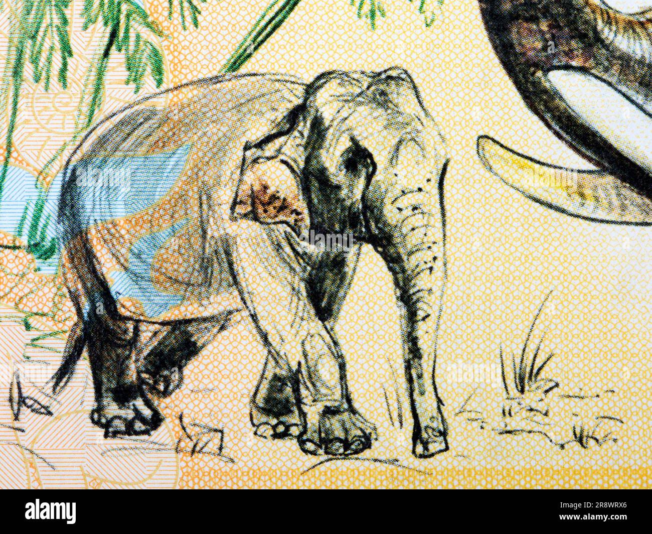 Asian elephant a closeup portrait from money Stock Photo