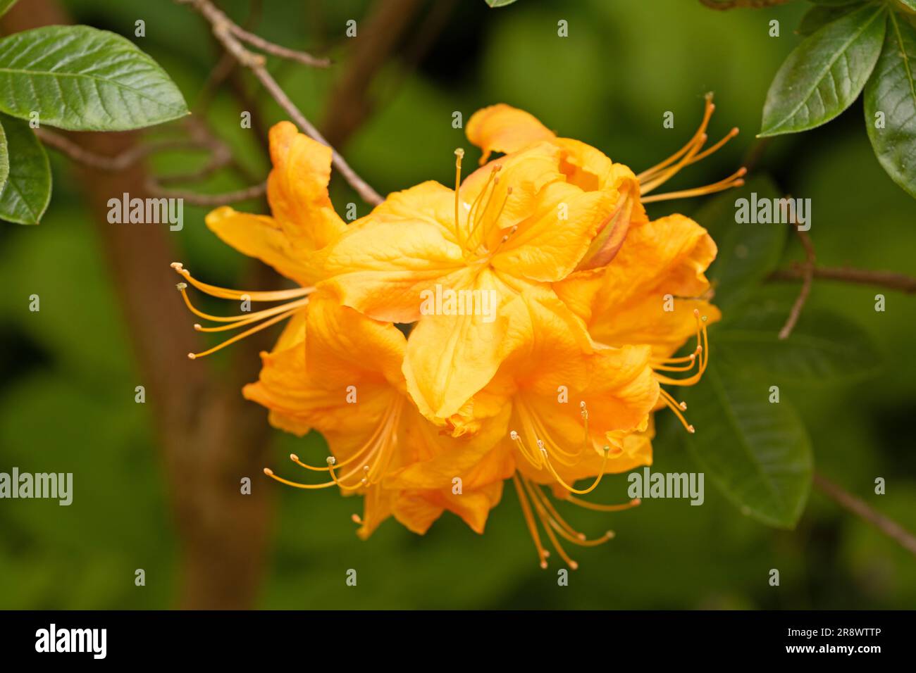Flame azalea. Close up macro image. Rhododendron calendulaceum Stock Photo
