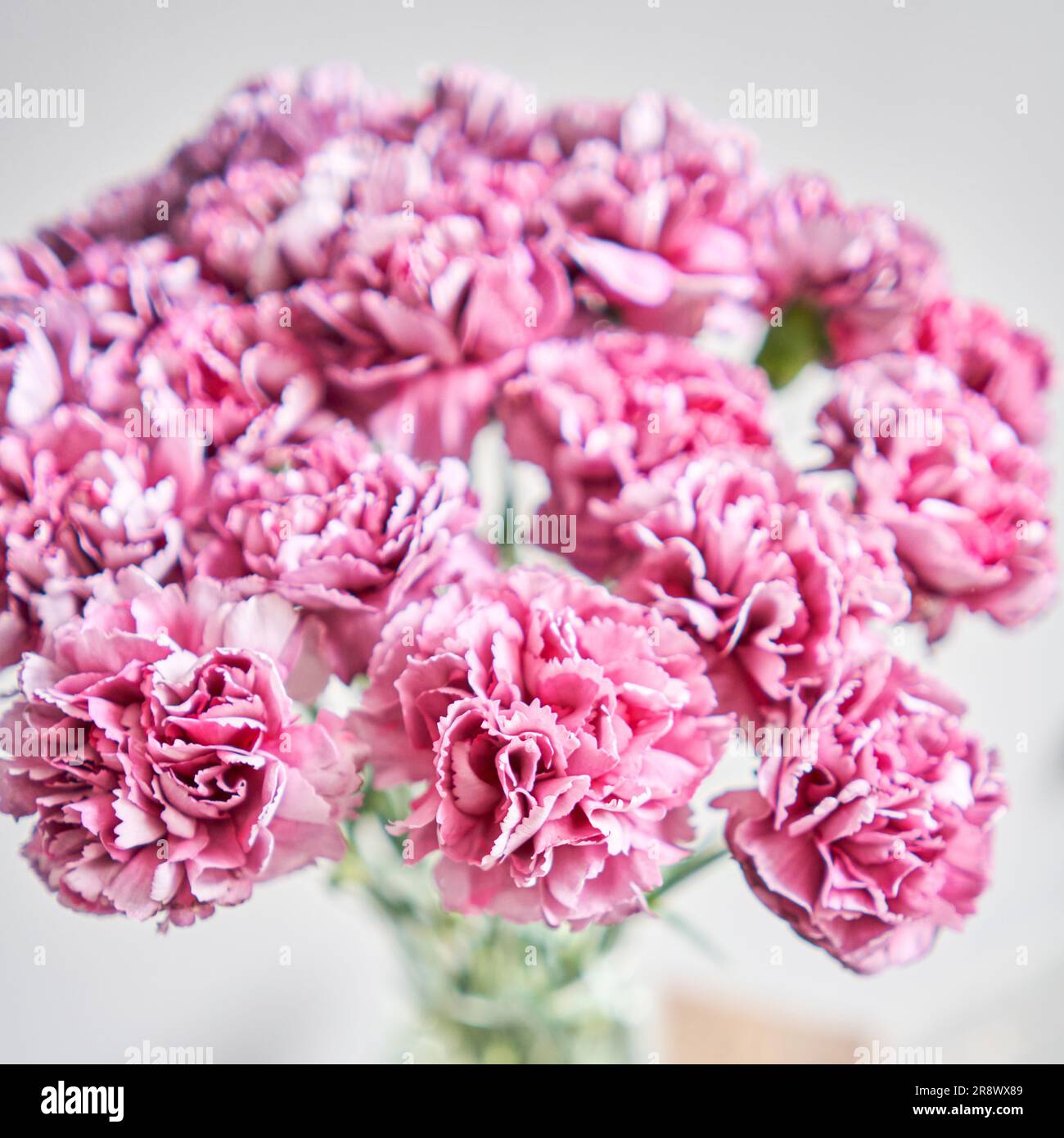 Beautiful purple dianthuses flowers in a vase on a table . Bouquet of nice purple flower. Decoration of home. Wallpaper and background. fuchsia color Stock Photo