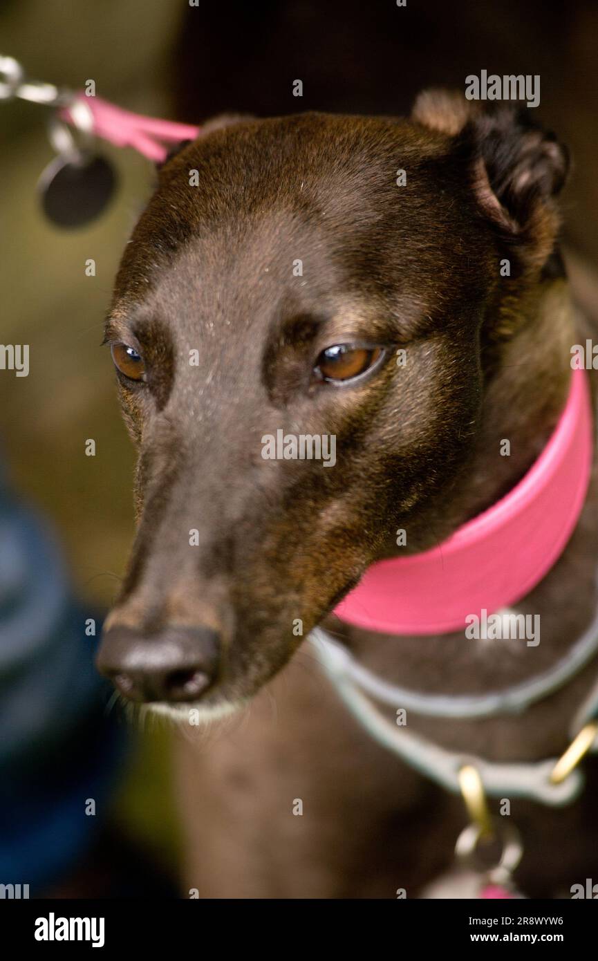 Black Greyhound with pink collar Stock Photo