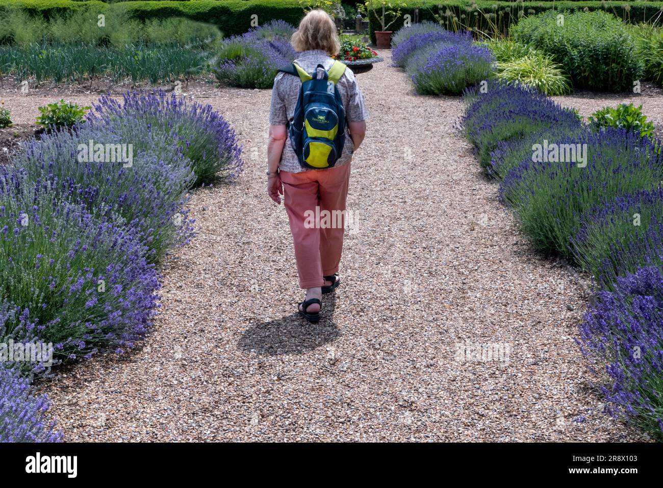 Lavender boarder in an English country garden in summer Stock Photo