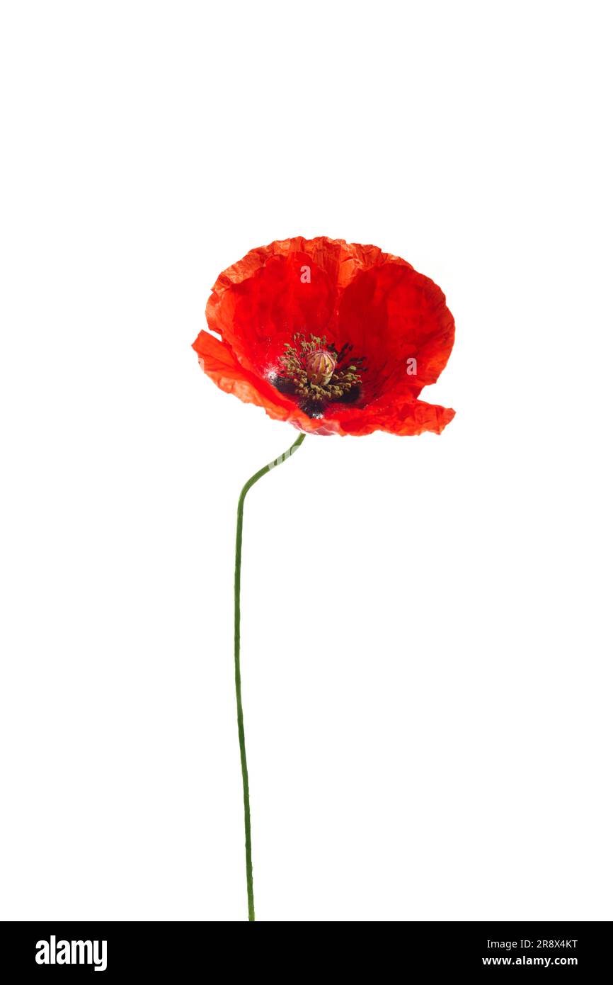 Bright red poppy flower isolated on white background Stock Photo - Alamy