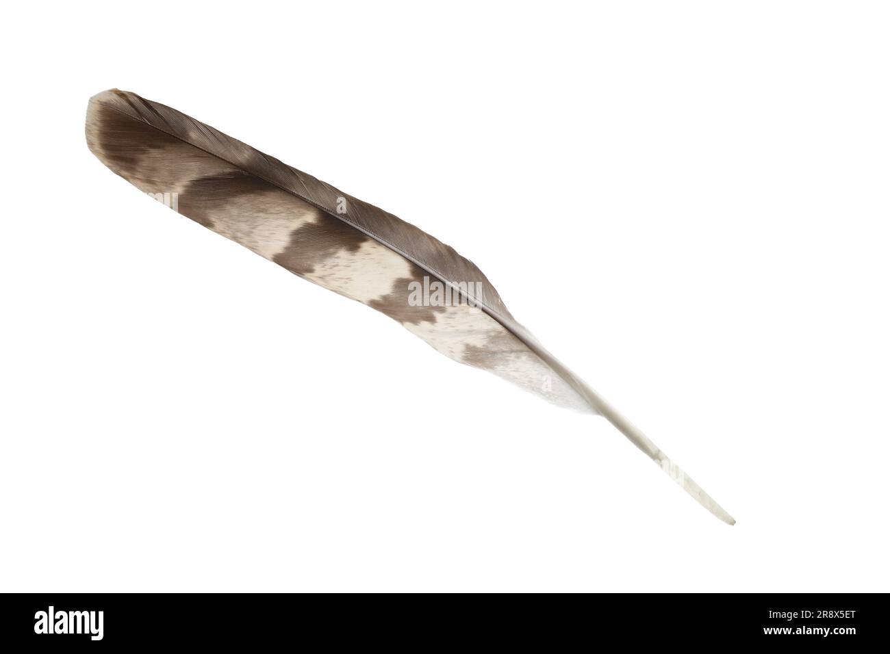 Beautiful grey bird feather isolated on white Stock Photo Alamy