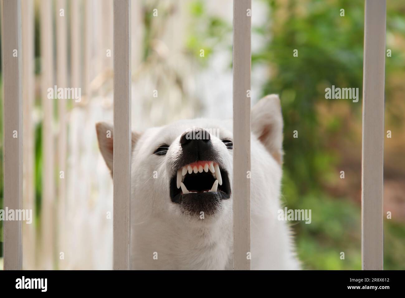 Shiba Inu dog near metal fence outdoors, closeup Stock Photo Alamy
