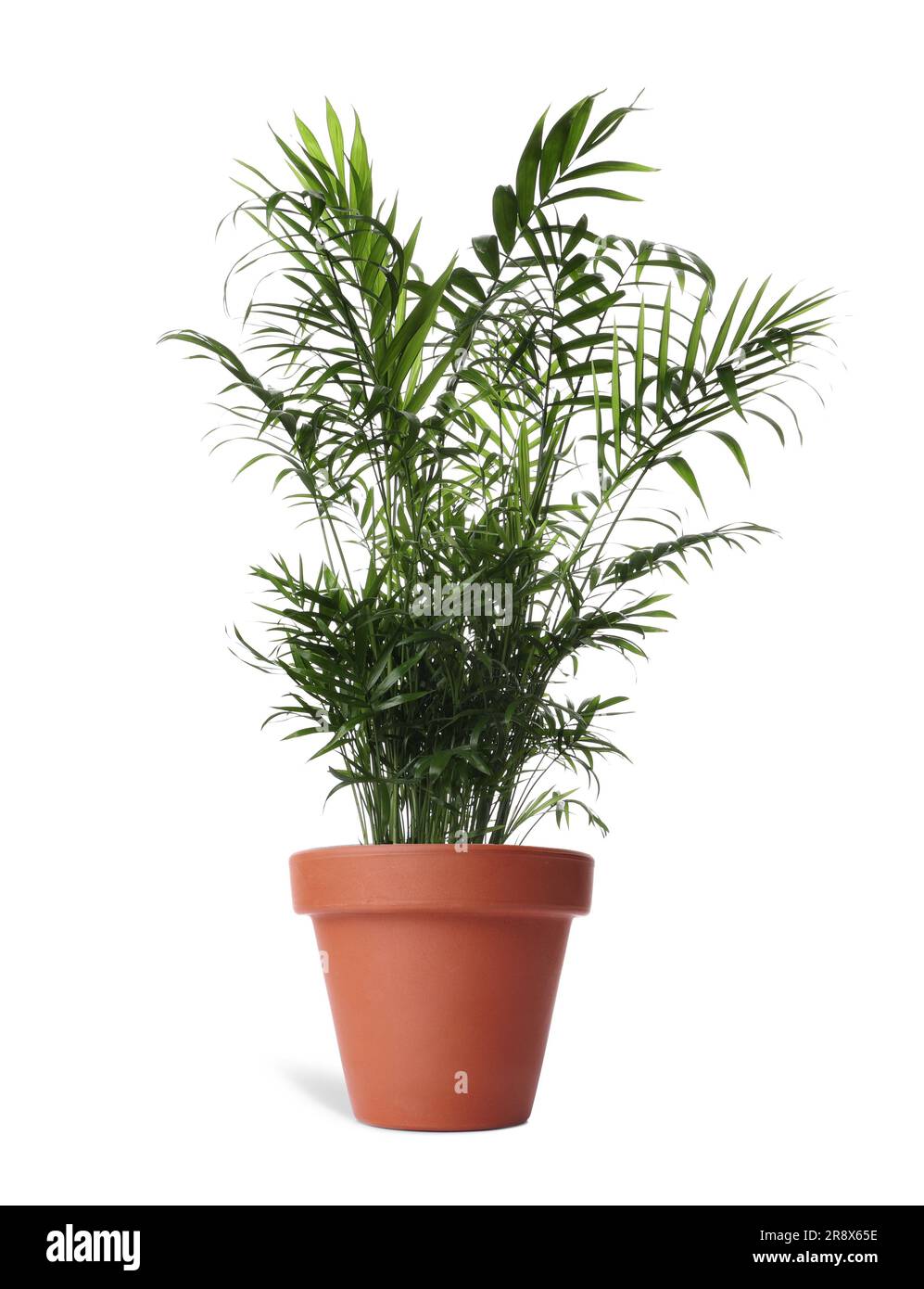 Beautiful Ravenea rivularis plant in terracotta pot isolated on white. House decor Stock Photo