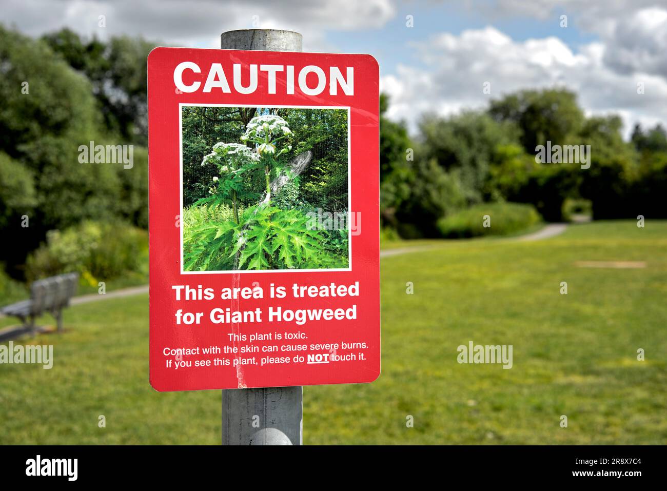 Giant Hogweed warning sign. Heracleum mantegazzianum England rural UK Stock Photo