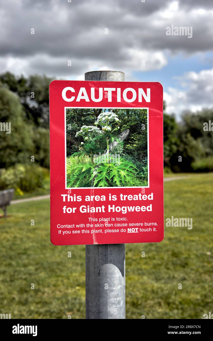 Giant Hogweed warning sign. Heracleum mantegazzianum England rural UK Stock Photo