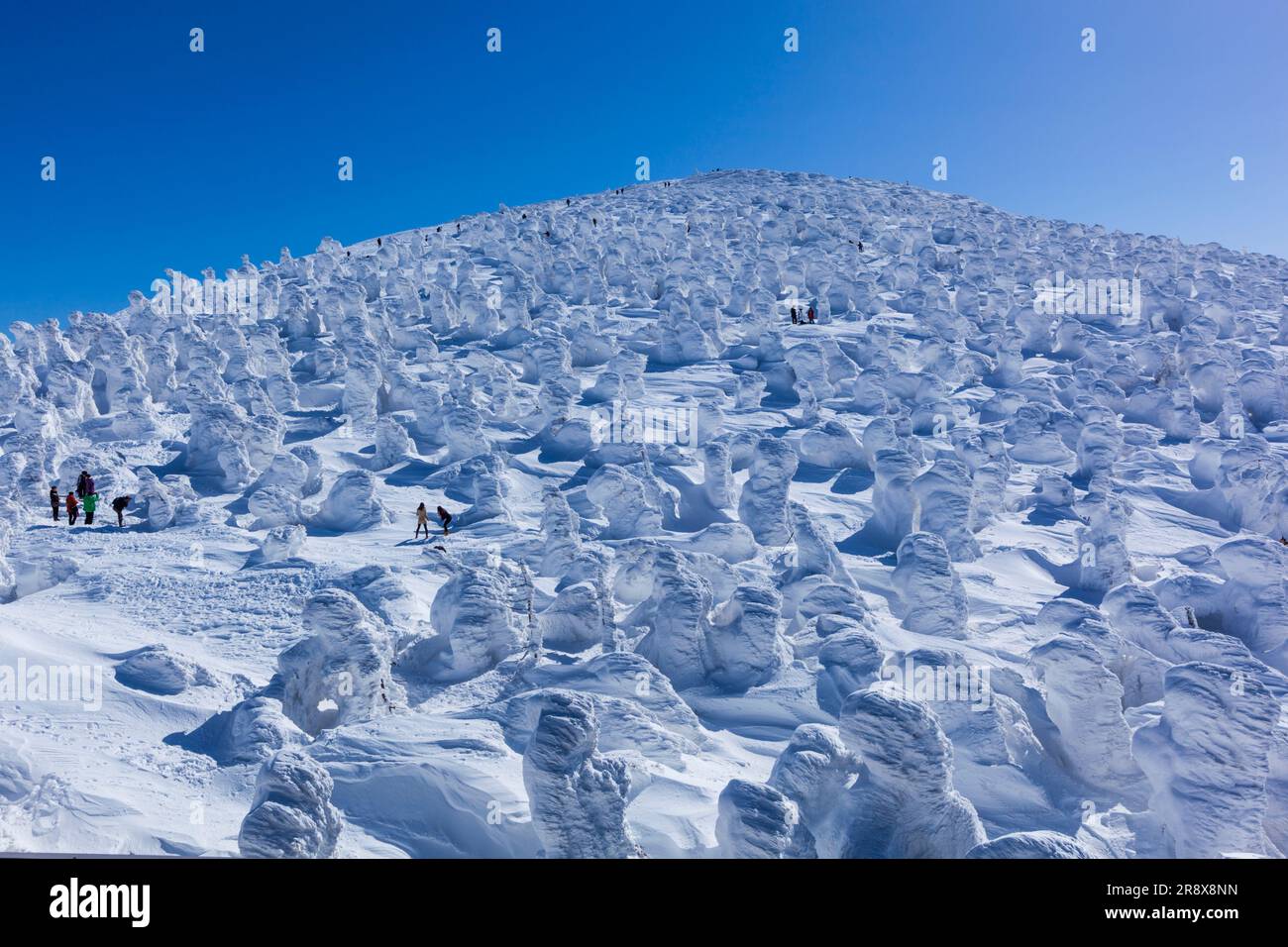 Frost covered trees in Zao Stock Photo