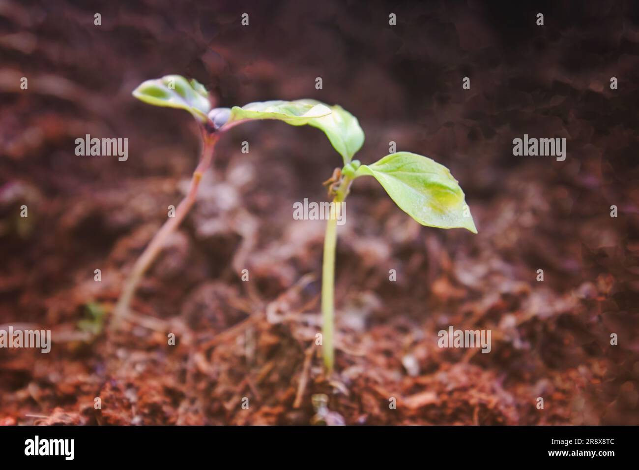 Green basil sprouts in a pot. Seedlings Basilica One month's motes