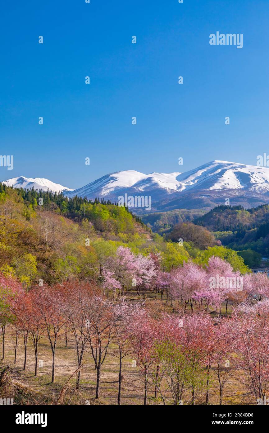 Oyama cherry blossoms and the Gassan mountain range Stock Photo