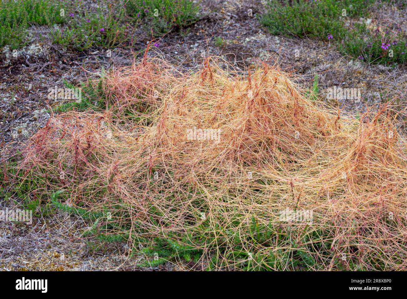 Common Dodder (Cuscuta epithymum), parasitic plant with red stems scrambling over dwarf gorse on sandy heathland in June, Surrey, England, UK Stock Photo