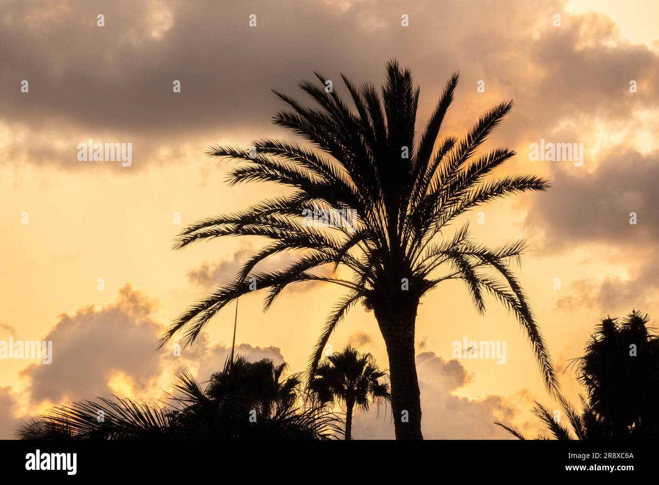 Palm tree in silhouette against orange sky at sunset  Stock Photo