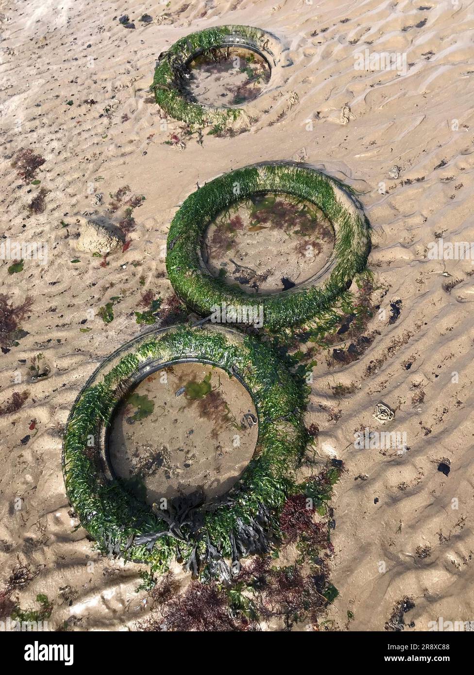 Seaweed covered car tyres on sandy beach. Used as crab traps crab shelters by fishermen anglers. Concept: hazards, plastic pollution,  ghost fishing. Stock Photo