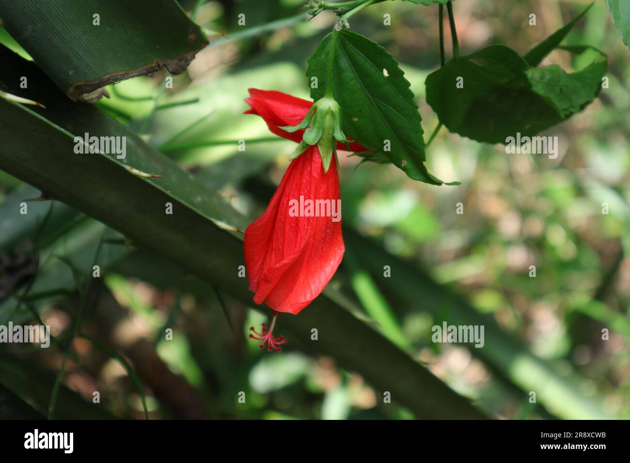 A red color Wax Mallow (Malvaviscus Arboreus) flower in the backyard Stock Photo