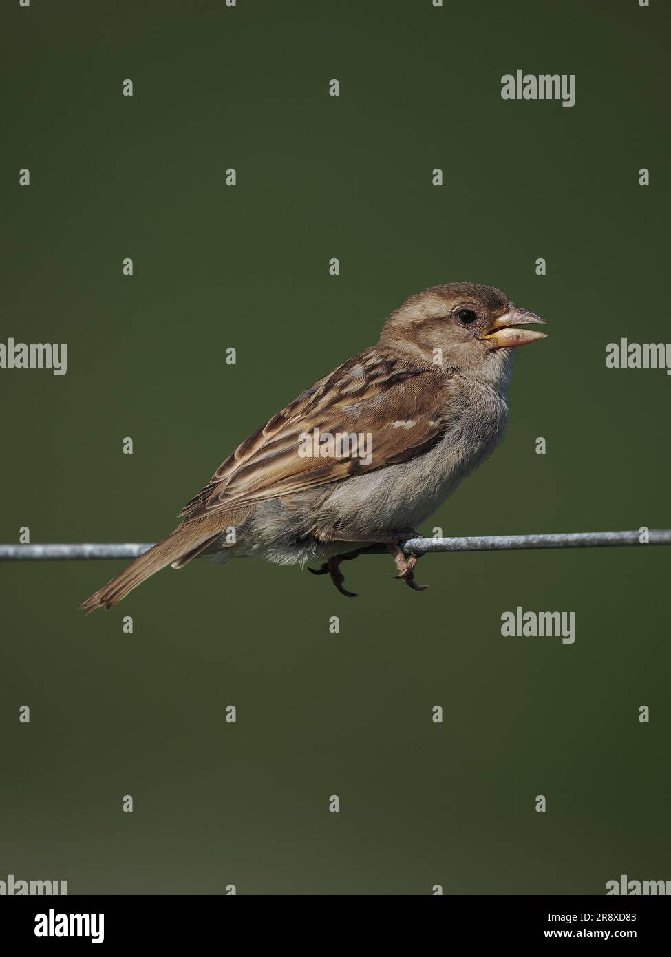 With high winds in the NW of Scotland the house sparrows have adapted to hover over high grass/nettles searching for invertebrate prey. Stock Photo