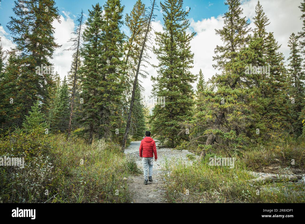 Man walking through pine forest hi-res stock photography and images - Alamy