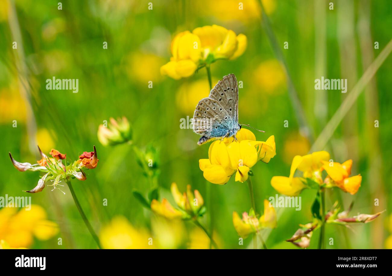 lycaenidae butterfly on yellow flower 01 Stock Photo