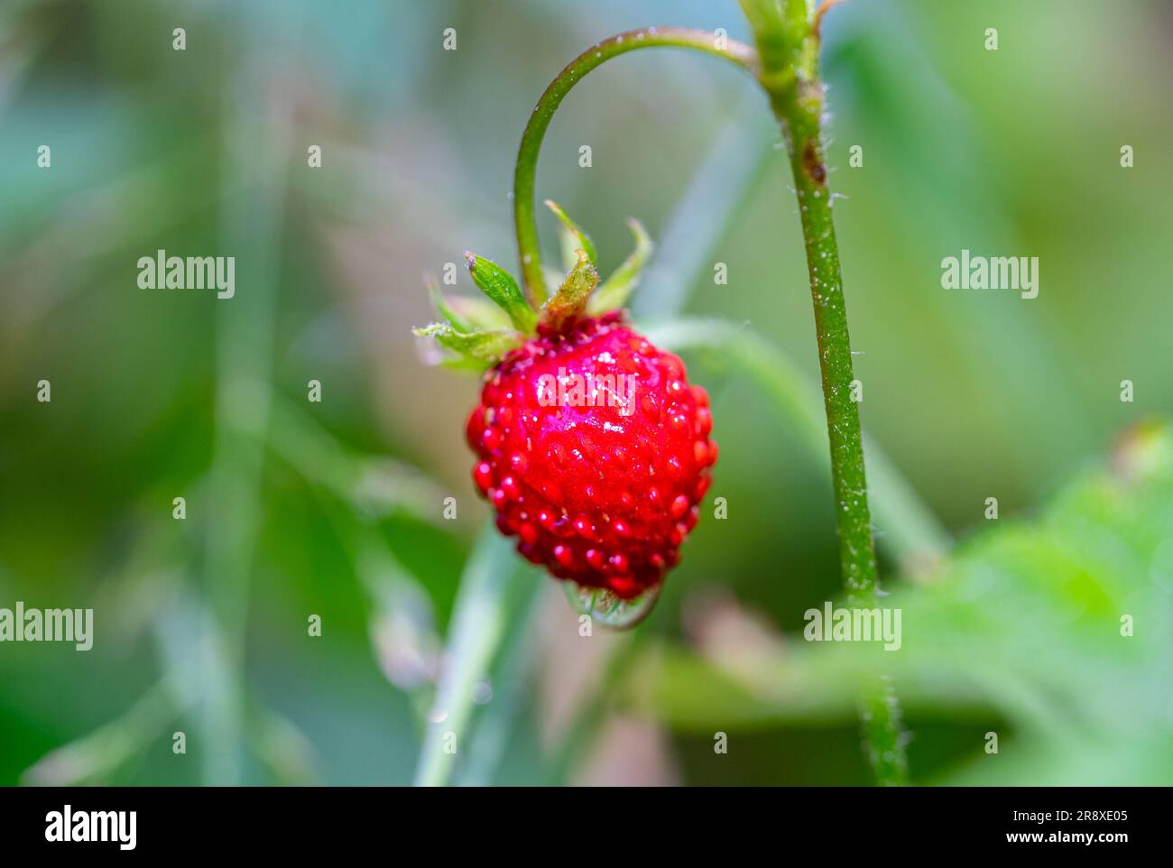 wild strawberry in the garden Stock Photo - Alamy