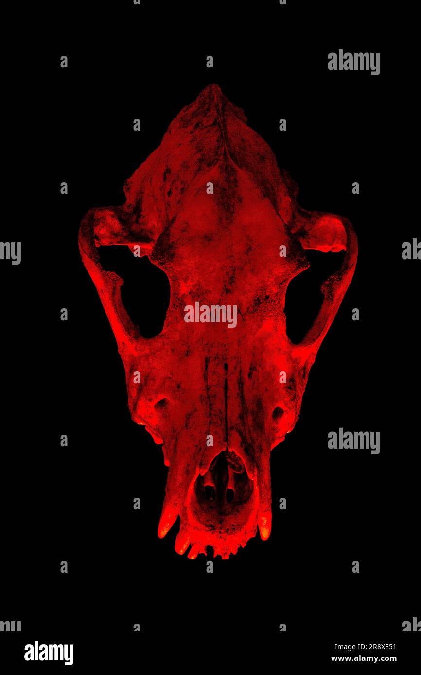 Isolated dog skull on black background. Dramatic lighting in colors Stock Photo