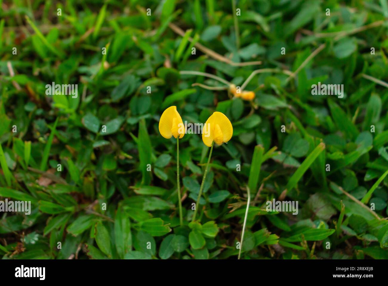 A tiny yellow flowers, after some edits. Stock Photo