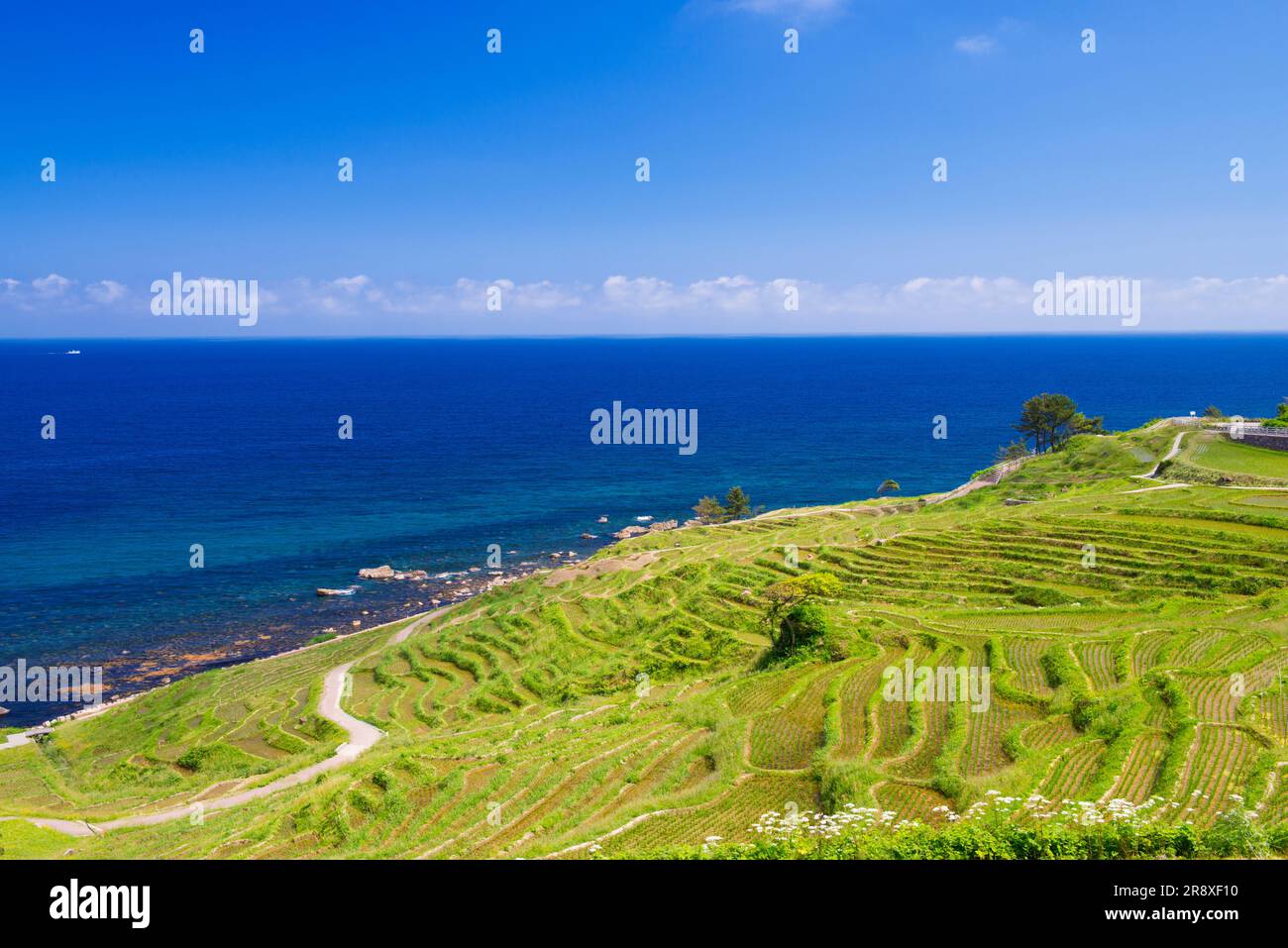 Shiroyone Senmaida Stock Photo