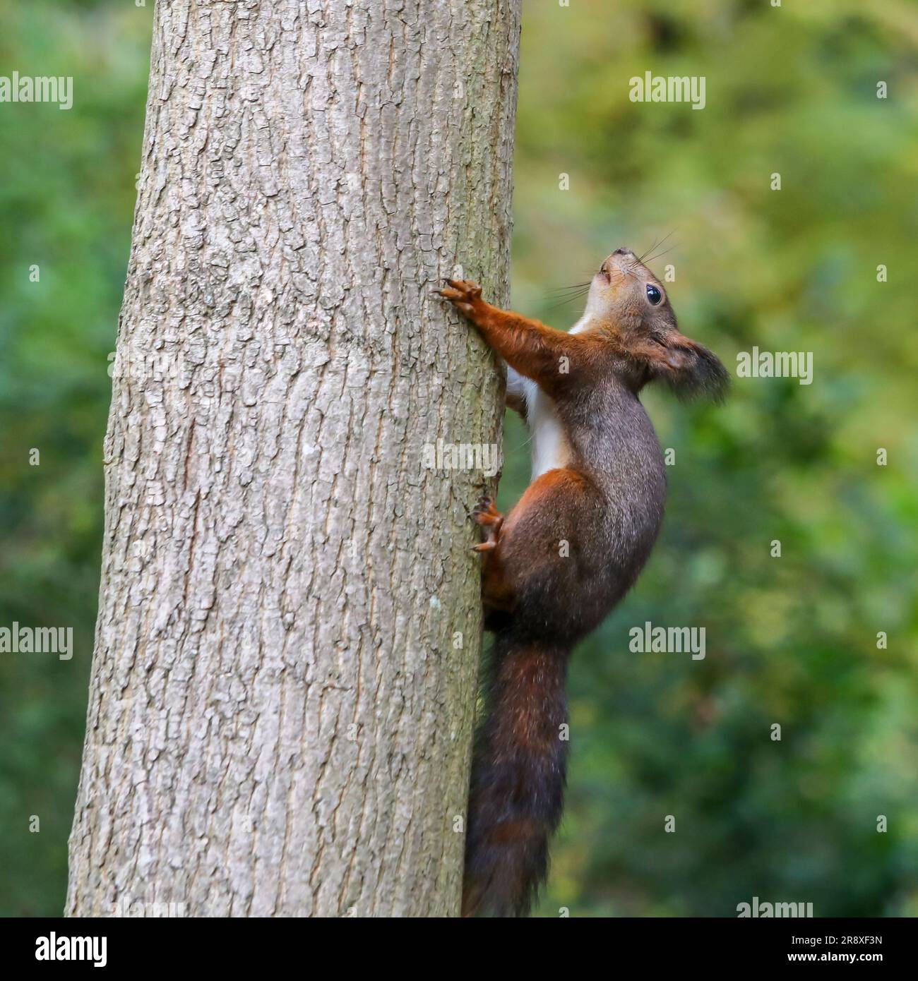 A small grey squirrel is perched on the trunk of a tree, its claws