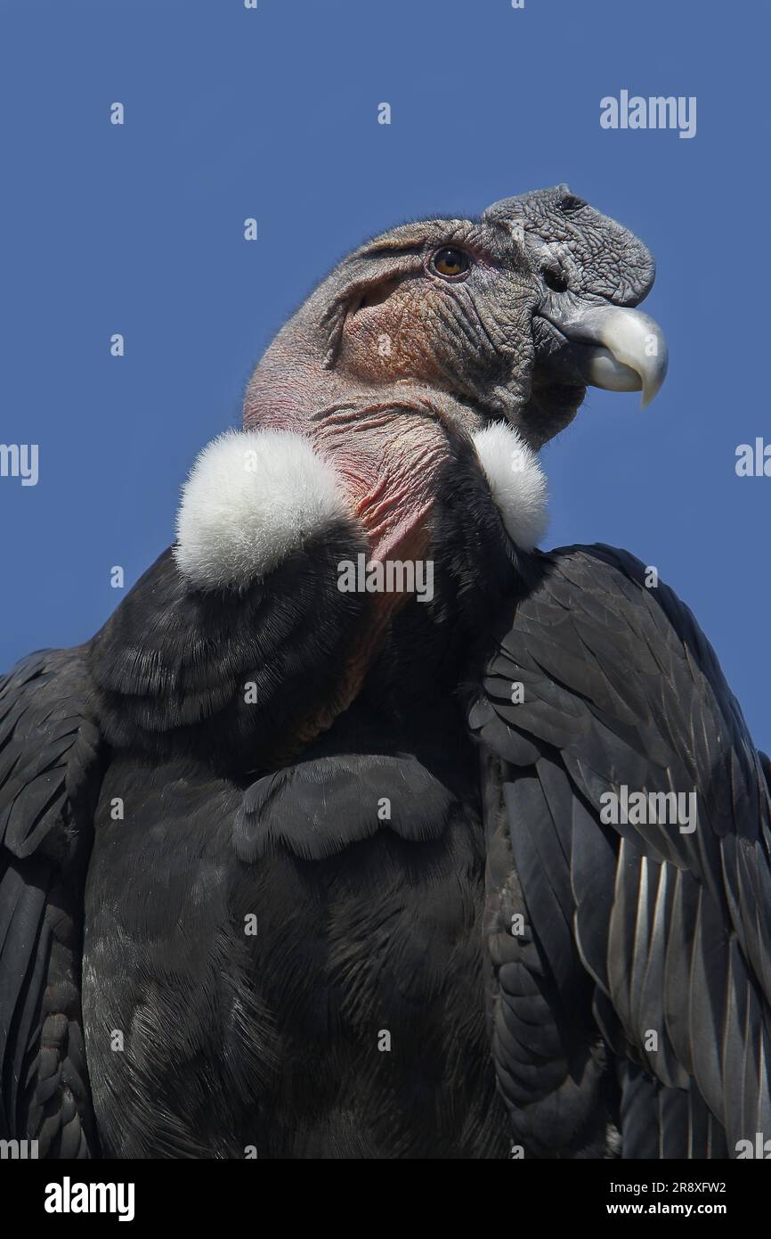 Andean Condor, vultur gryphus, Male Stock Photo